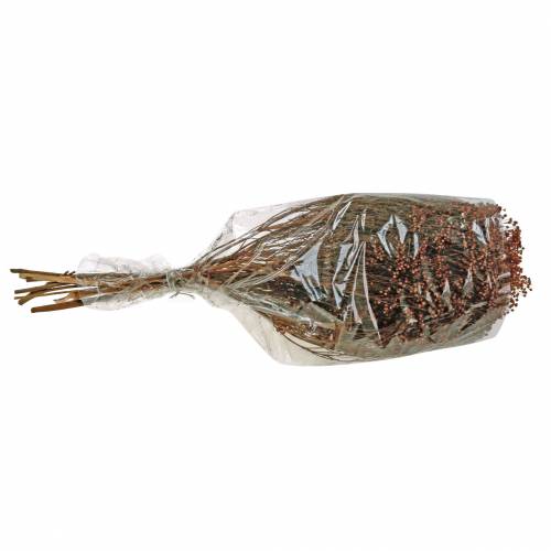 Floristik24 Fiori secchi Ginestra Bloom Brown 170g