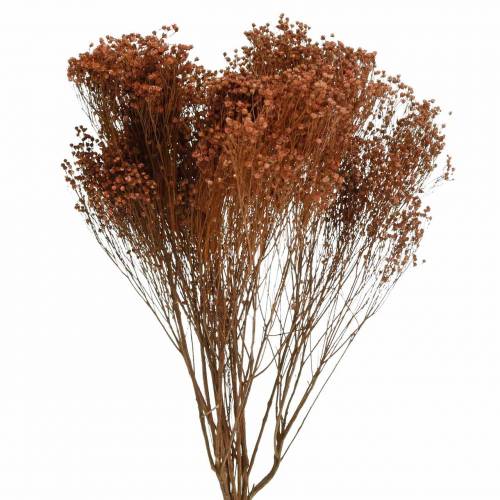 Floristik24 Fiori secchi Ginestra Bloom Brown 170g