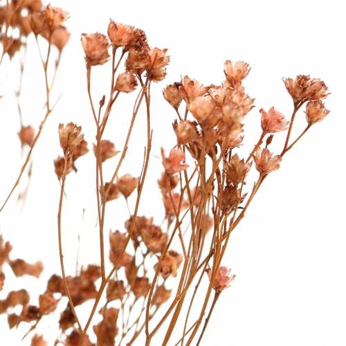 Floristik24 Fiori secchi Ginestra Bloom Brown 170g