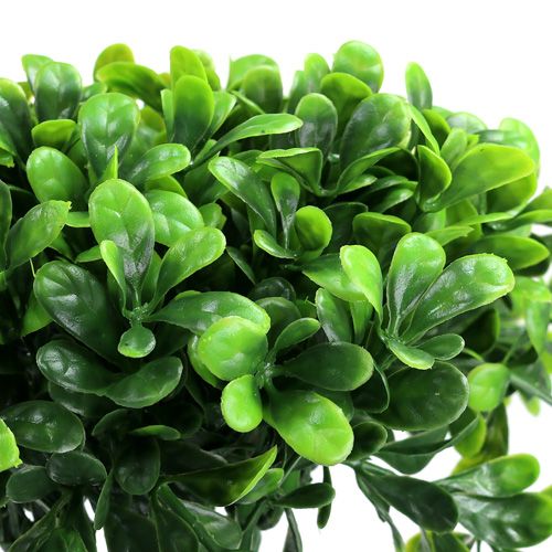 Floristik24 Ramo di bosso verde L20cm 12 pezzi