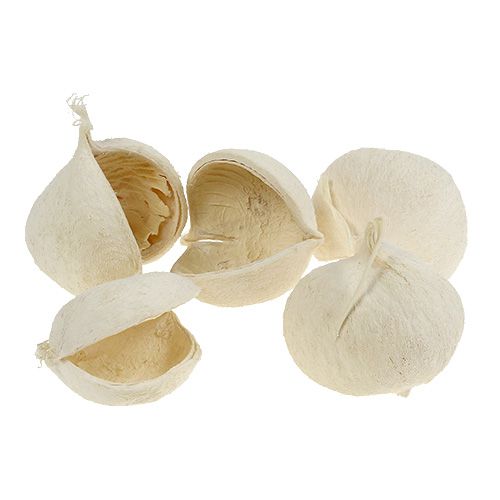 Prodotto Buddha Nut sbiancato 10 pz