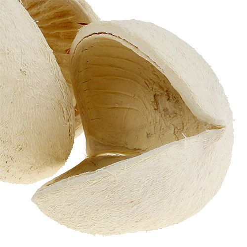 Prodotto Buddha Nut sbiancato 10 pz