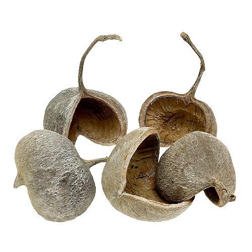Prodotto Noci di Buddha 8-10 cm bianche lavate 10 pz