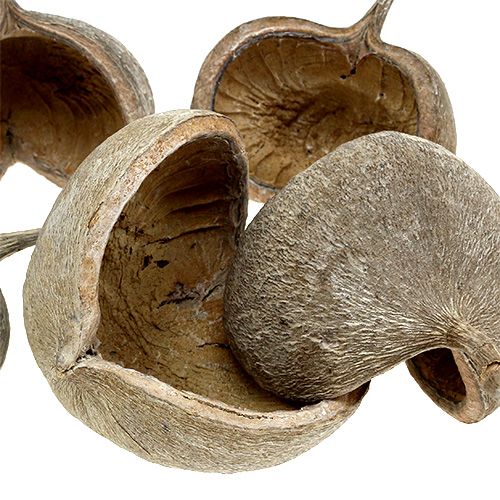 Prodotto Noci di Buddha 8-10 cm bianche lavate 10 pz