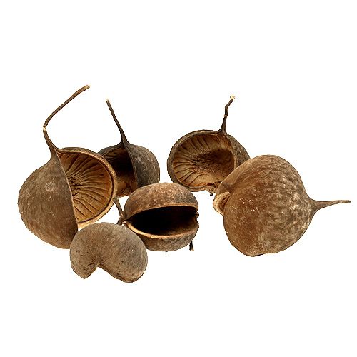 Floristik24 Noce di Buddha Naturale 15 pz