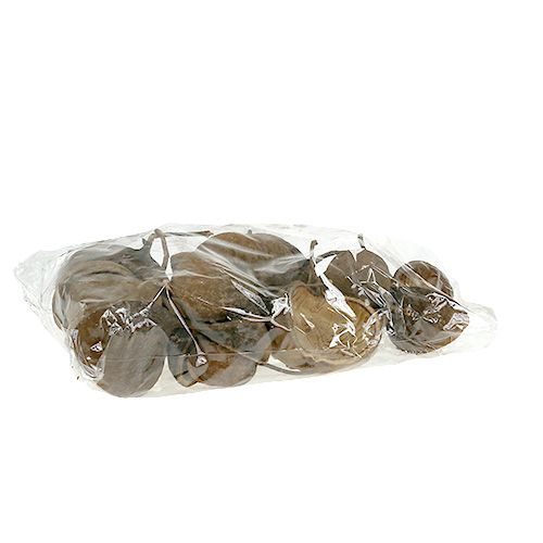 Floristik24 Noce di Buddha Naturale 15 pz