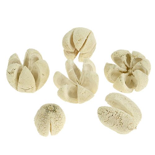 Floristik24 Fiore decorativo sbiancato 12 pz