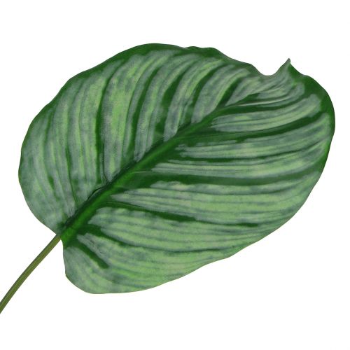 Floristik24 Foglia decorativa, foglia di Calathea 6 pezzi