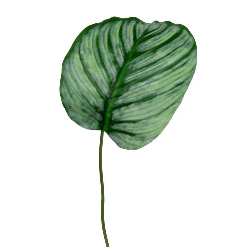 Floristik24 Foglia decorativa, foglia di Calathea 6 pezzi