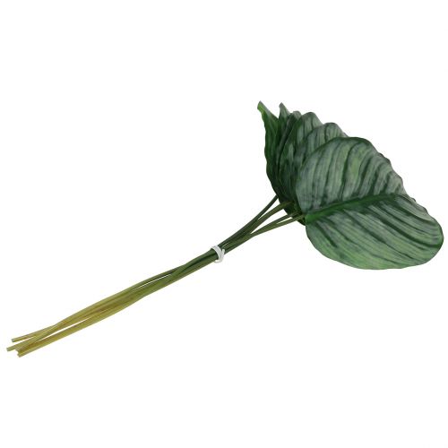 Floristik24 Foglia decorativa, foglia di Calathea 6 pezzi