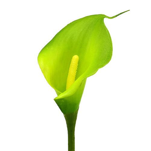 Floristik24 Calla artificiale verde 8 cm L57 cm 12 pezzi
