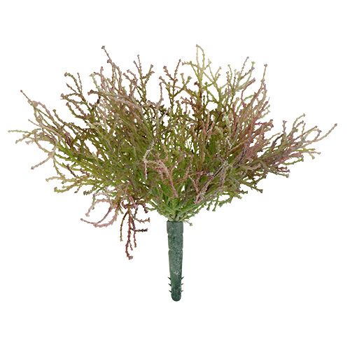 Floristik24 Calocephalus rosa/verde 21,5 cm