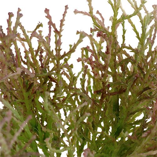 Floristik24 Calocephalus rosa/verde 21,5 cm