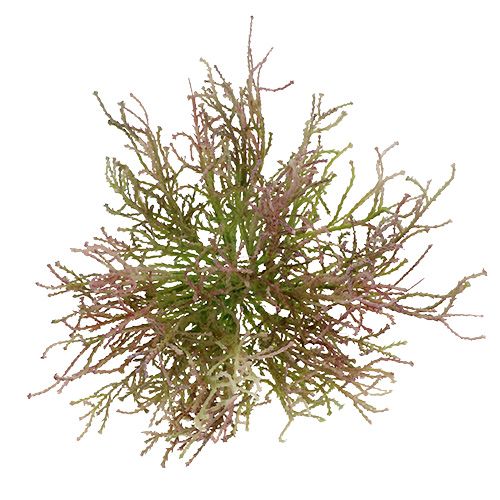 Floristik24 Calocephalus rosa/verde 21,5 cm