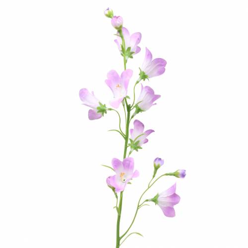 Floristik24 Campanula artificiale Campanula Viola 66cm