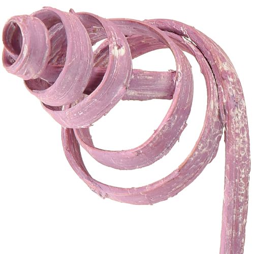Prodotto Bobina di canna da zucchero Cono di canna da zucchero Assortimento di canne da zucchero Bacca 30 cm 75 pezzi
