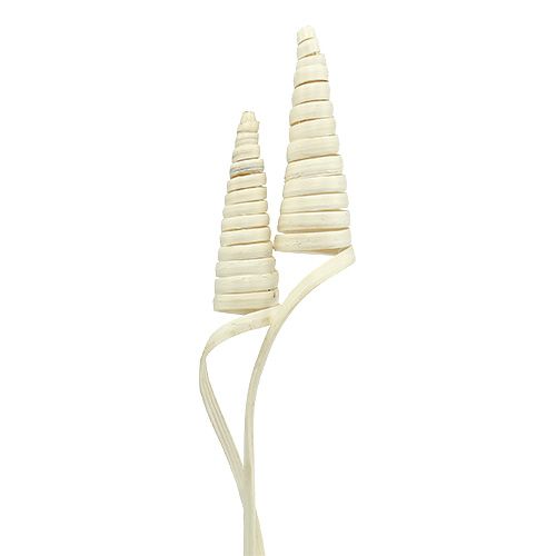 Floristik24 Cono di canna sbiancato 25 pz