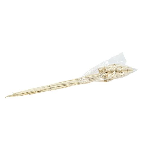 Floristik24 Cono di canna sbiancato 25 pz