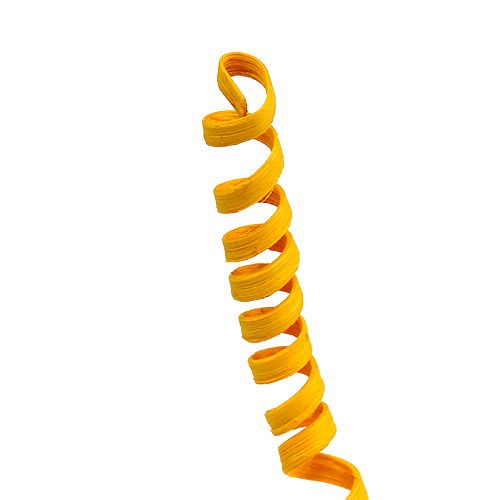 Floristik24 Canna Spring mini giallo oro 25 pz