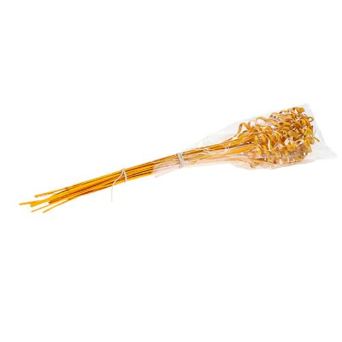 Floristik24 Canna Spring mini giallo oro 25 pz