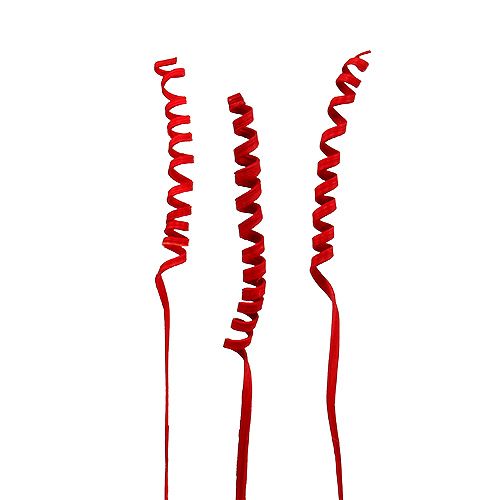 Floristik24 Canna Spring mini rossa 25 pz