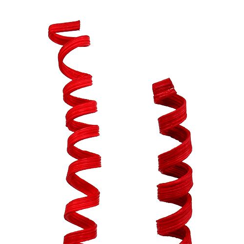 Floristik24 Canna Spring mini rossa 25 pz