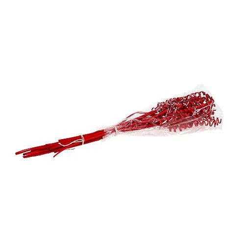Floristik24 Canna Spring mini rossa 25 pz