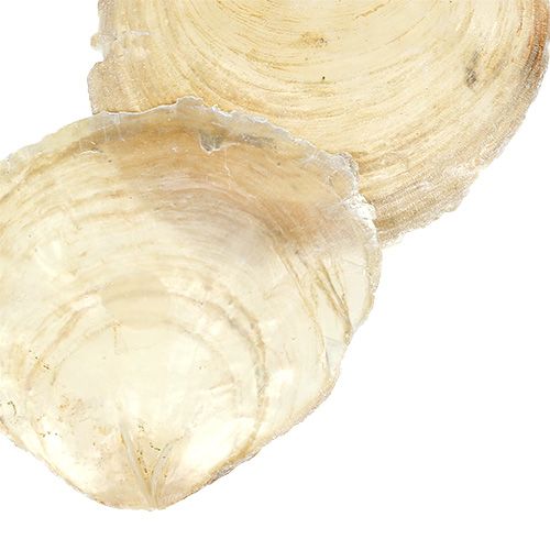 Floristik24 Cozze Capiz 500g