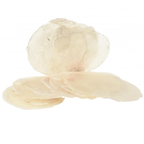 Floristik24 Conchiglie Capiz Fette Capiz Fette madreperla naturale 7,5–9,5 cm 300 g