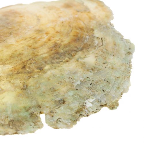 Floristik24 Conchiglie Capiz naturale 10cm – 14cm 1kg