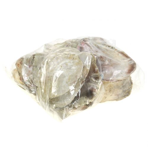 Floristik24 Conchiglie Capiz naturale 10cm – 14cm 1kg