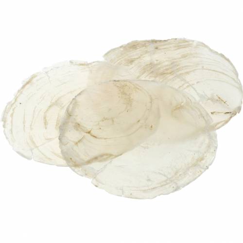 Floristik24 Cozze Capiz 250g