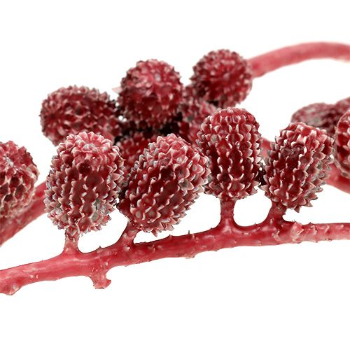 Floristik24 Coni casurina rossi, cerati 250g