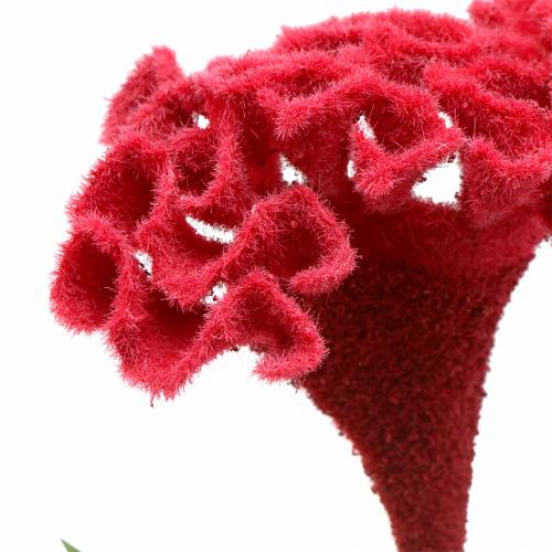 Floristik24 Celosia cristata Hahnenkamm Red 72cm