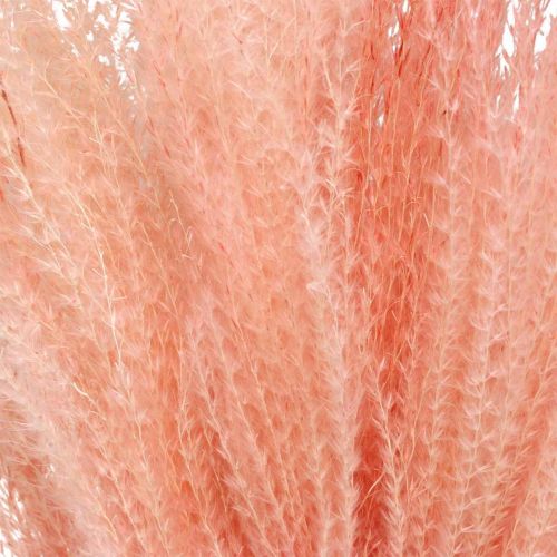 Prodotto Canna cinese erba secca rosa chiaro Miscanthus H75cm 10 pz
