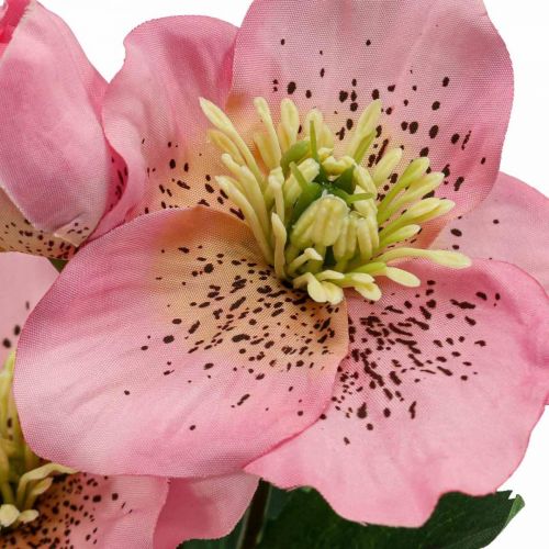 Floristik24 Rosa di Natale, rosa quaresimale, elleboro, piante artificiali rosa L34cm 4 pezzi