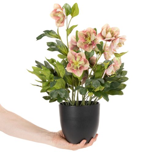 Pianta artificiale di elleboro in vaso, rosa di Natale, per decorazione domestica, 50 cm | Floristik24.it