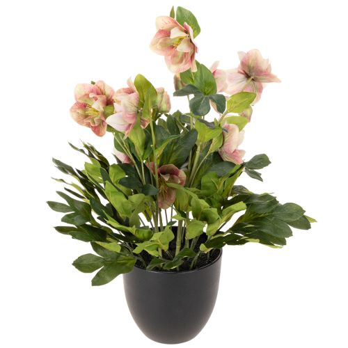 Pianta artificiale di elleboro in vaso, rosa di Natale, per decorazione domestica, 50 cm | Floristik24.it
