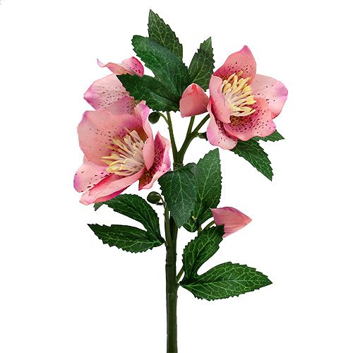Christmas Rose Pink L22cm 1pz