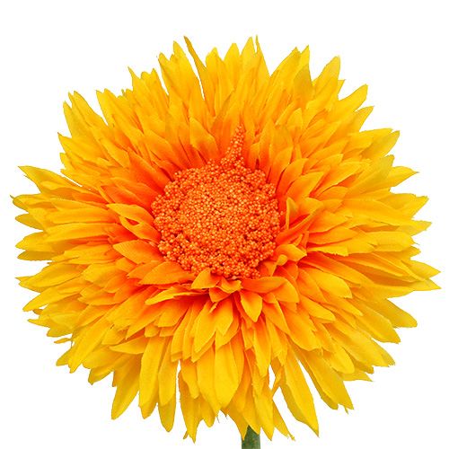 Floristik24 Orsacchiotto di crisantemo 63 cm giallo dorato