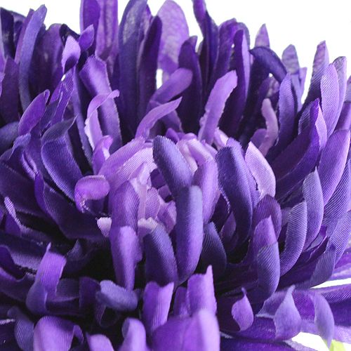 Floristik24 Crisantemo viola 74 cm