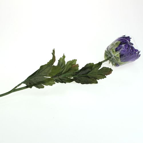 Floristik24 Crisantemo viola 74 cm
