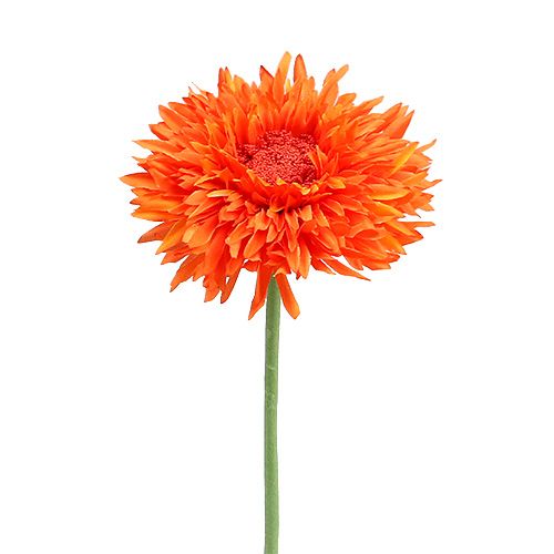 Floristik24 Orsacchiotto Crisantemo 63 cm Arancione