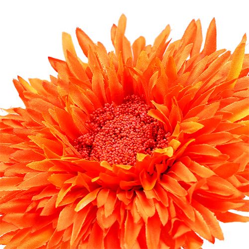 Floristik24 Orsacchiotto Crisantemo 63 cm Arancione
