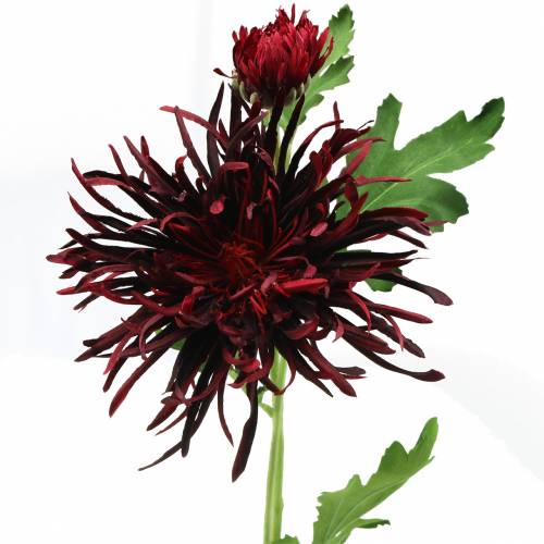 Floristik24 Crisantemo rosso scuro 73 cm