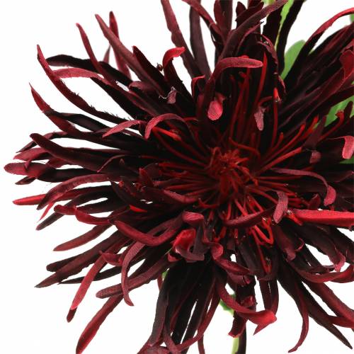 Prodotto Crisantemo rosso scuro 73 cm