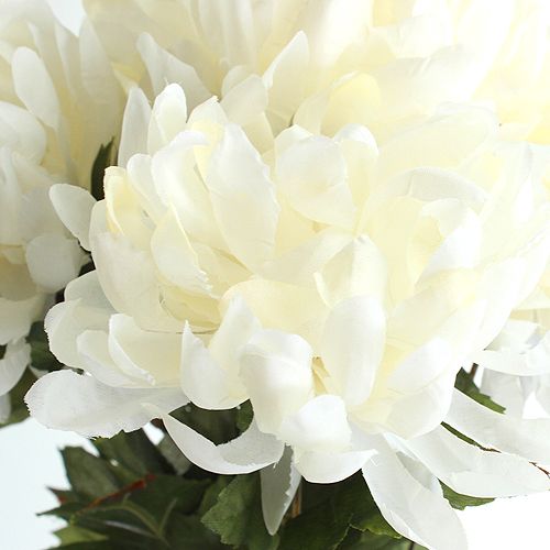 Floristik24 Cespuglio di crisantemo crema 47cm 2 pezzi