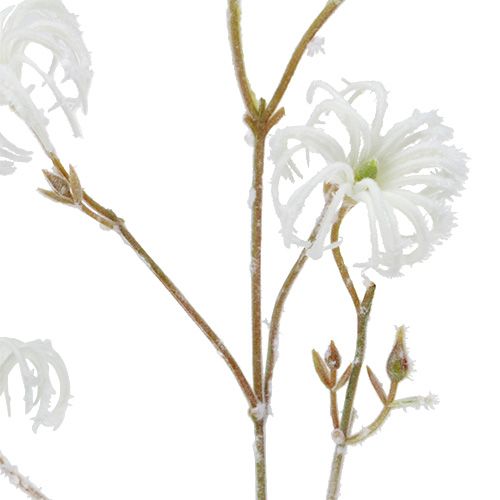 Floristik24 Ramo Clematide bianco floccato 62cm 3 pezzi