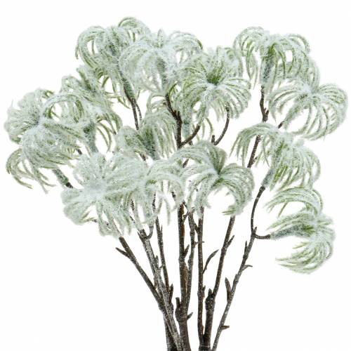 Prodotto Clematide verde con neve 43 cm 3 pz