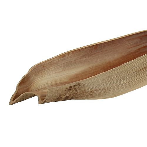Floristik24 Foglia di palma conchiglia di cocco 60-80 cm natura